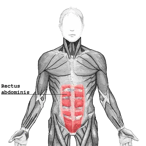 Rectus abdominis with tendinous intersections explaining six-pack shape